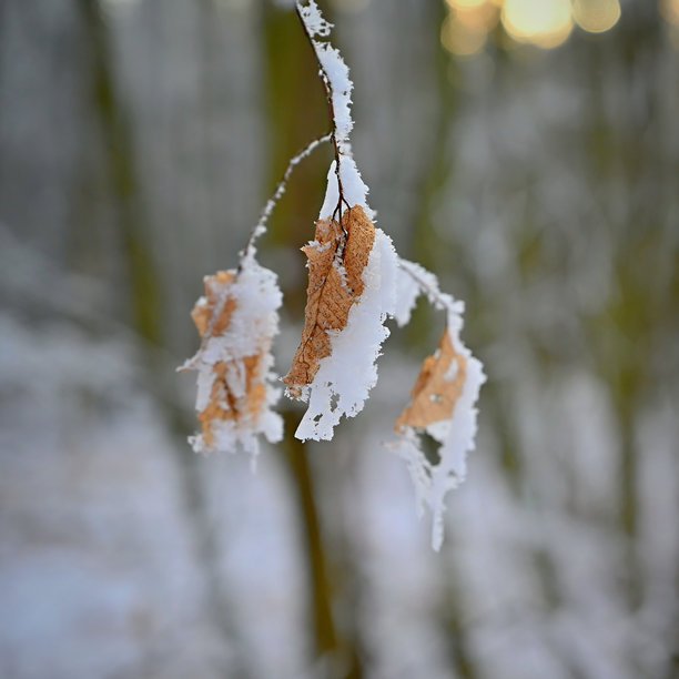 特写照片捕捉了霜冻覆盖的秋叶在树枝上的细腻美感。金棕色的叶子部分被雪和冰覆盖，与柔和模糊的冬季森林背景形成鲜明对比。图片下载