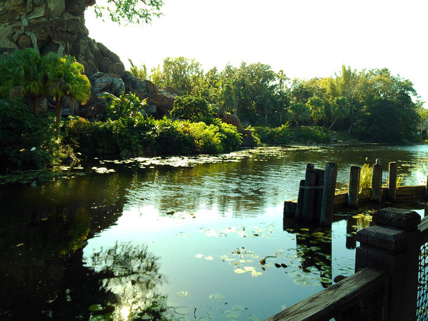 2024年秋季户外水边自然漫步的郁郁葱葱植物和树木的情绪电影照片图片下载