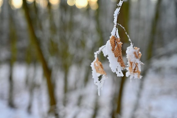特写照片捕捉了霜冻覆盖的秋叶在树枝上的细腻美感。金棕色的叶子部分被雪和冰覆盖，与柔和模糊的冬季森林背景形成鲜明对比。图片下载