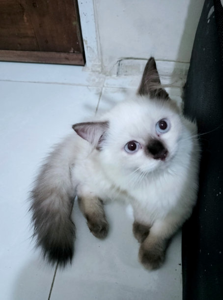 我可爱的宠物猫的照片5图片下载