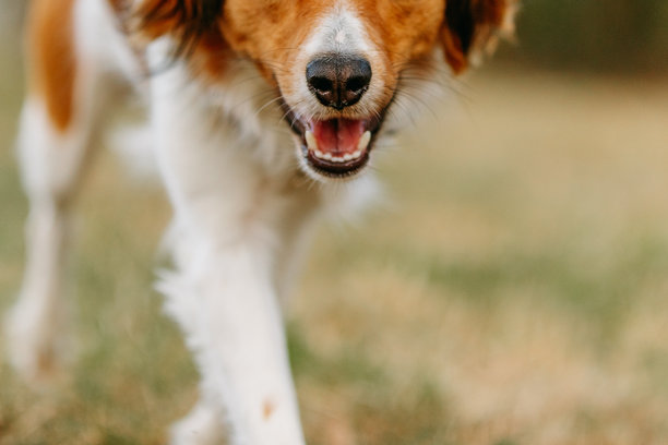 户外的库伊克犬照片。宠物摄影与家养动物。图片下载