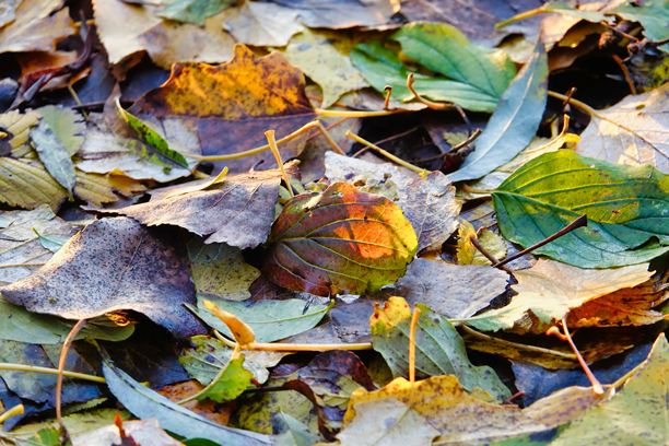 秋天的落叶铺满地面，作为背景的照片，意大利北部的秋季色彩图片下载