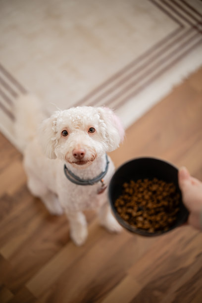 特写照片：女人的手握着一碗狗粮图片下载