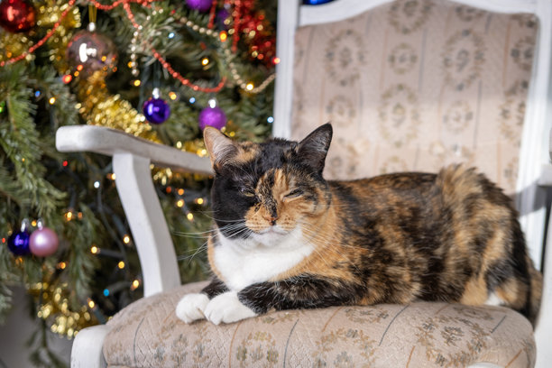棕色三色成年家猫，背景为装饰品的圣诞树，传统宁静的圣诞时光，节日季节，适合社交媒体的完美素材图片下载