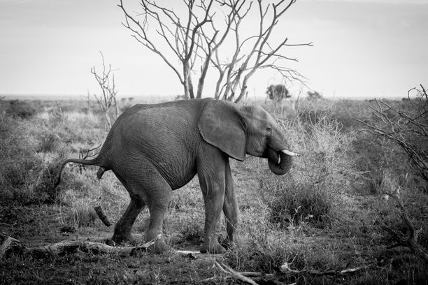黑白照片中的大象在干燥树木和草地的草原景观中。图片下载