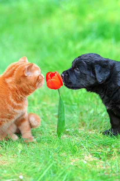 有趣的动物。一只小狗和小猫在夏天的花园里玩耍。一只猫和一只狗在嗅一朵红色郁金香。竖版照片图片下载