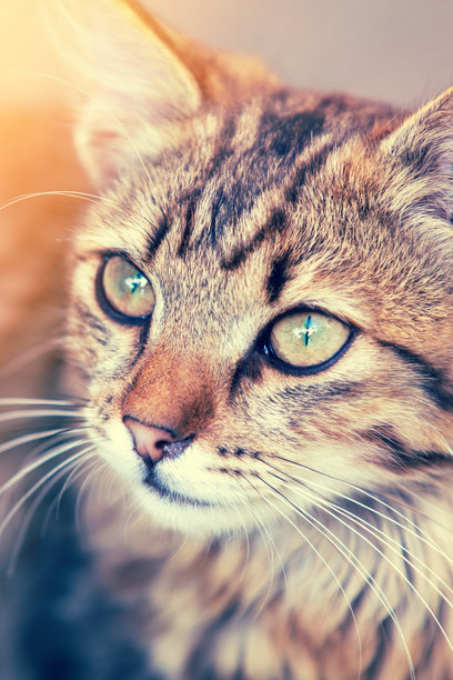 可爱小猫的肖像 竖版图片图片下载