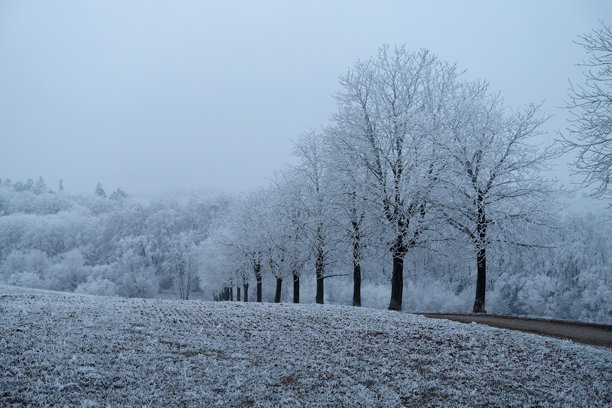 宁静的冬季风景，沿着乡村土路排成一排的霜冻树木。周围的田野覆盖着霜层，在柔和的阴天下营造出宁静而简约的氛围。这张照片捕捉了静谧的美。图片下载