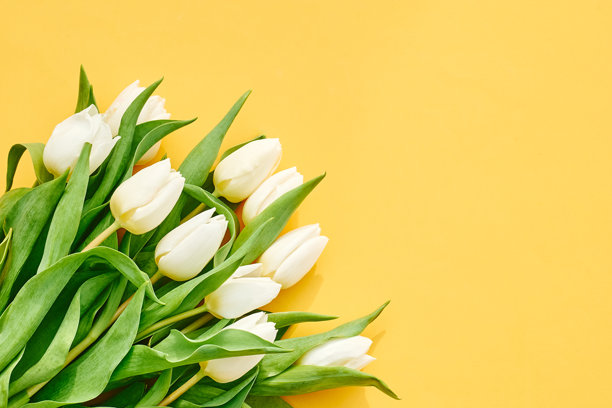 一束白色郁金香在黄色柔和背景上。适合国际妇女节（3月8日）、母亲节、复活节、婚礼及其他庆祝活动的花卉图片，春季背景。图片下载