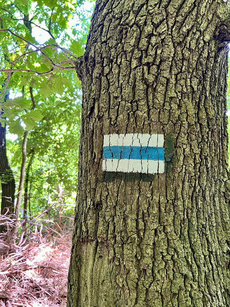 比拉尼-廷耶茨景观公园内树干上的蓝色徒步路线标记的竖直照片图片下载