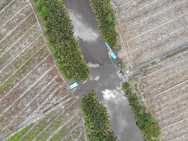 森林砍伐。印尼雨林的航拍照片图片下载