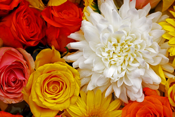 从上方拍摄的漂浮在水面上的五彩花卉背景素材照片图片下载