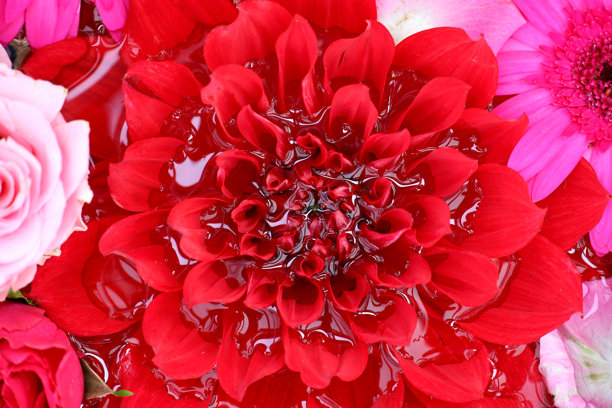 从上方拍摄的漂浮在水面上的五彩花卉背景素材照片图片下载