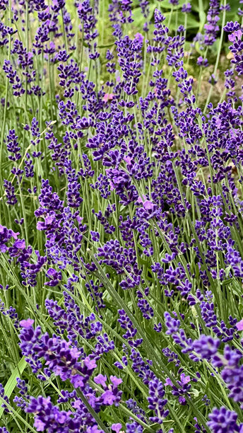 薰衣草花朵的特写垂直照片，展示了花卉图案图片下载