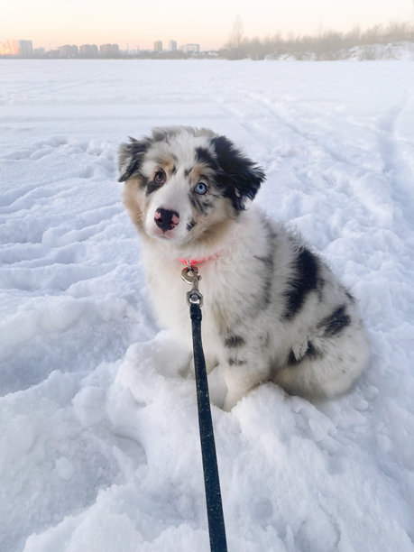 可爱的澳大利亚牧羊犬小狗，蓝色大理石色，眼睛颜色不同，坐在雪地里，正看着镜头的竖版照片图片下载