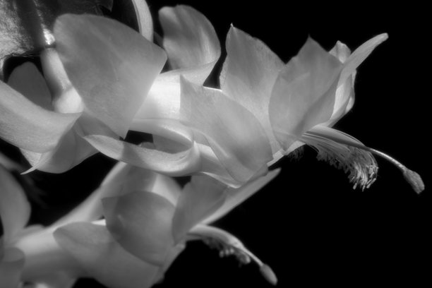 家居植物德克布里斯特白花（Schlumbergera）白色圣诞节的开花。黑白照片图片下载