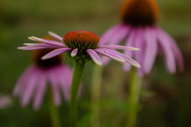 模糊绿色背景上的绽放紫锥花。特写紫锥花用于出版、海报、日历、帖子、屏保、壁纸、明信片、横幅、封面、网站。高质量照片图片下载