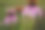 模糊绿色背景上的绽放紫锥花。特写紫锥花用于出版、海报、日历、帖子、屏保、壁纸、明信片、横幅、封面、网站。高质量照片图片下载