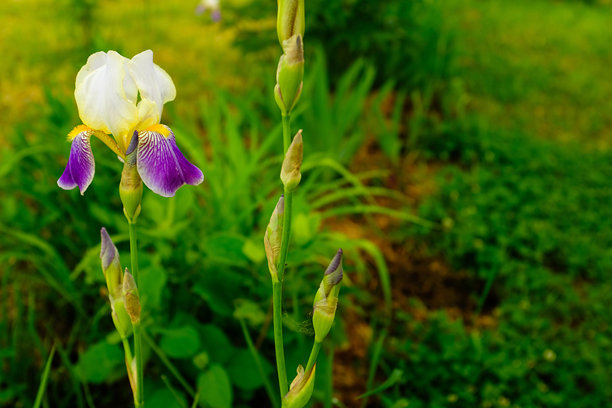 盛开的鸢尾花在模糊的绿色背景上，适用于出版、设计、海报、日历、帖子、屏保、壁纸、明信片、横幅、封面和网站。鸢尾兰，特写。高质量照片图片下载