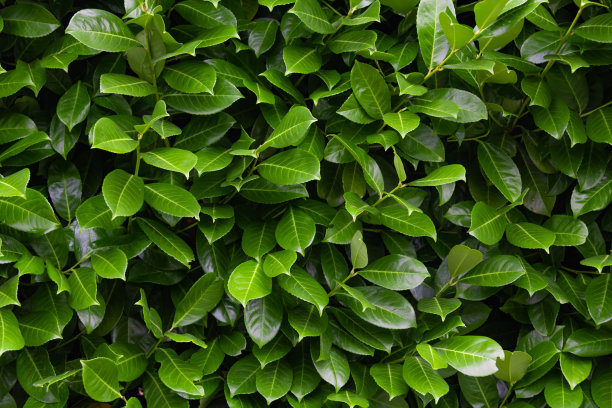 特写照片展示了许多绿色叶子的墙面。非常适合作为背景。图片下载