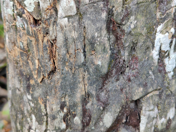 非常古老的树木照片，展示树干干裂的干燥皮肤纹理细节图片下载