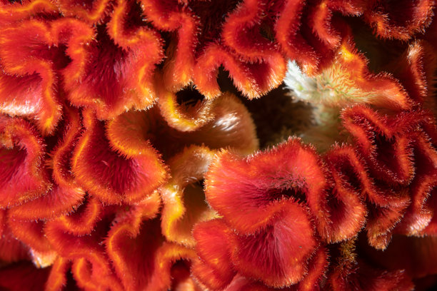 鸡冠花的花朵。微距照片。特写。选择性对焦。背景图像。图片下载