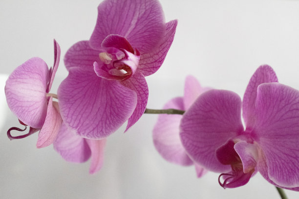 一朵盛开的粉色蝴蝶兰在白色背景上，适用于海报、日历、帖子、屏保、壁纸、明信片、横幅、封面和网站。高质量照片。图片下载