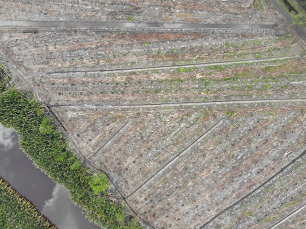 森林砍伐。印尼雨林的航拍照片图片下载