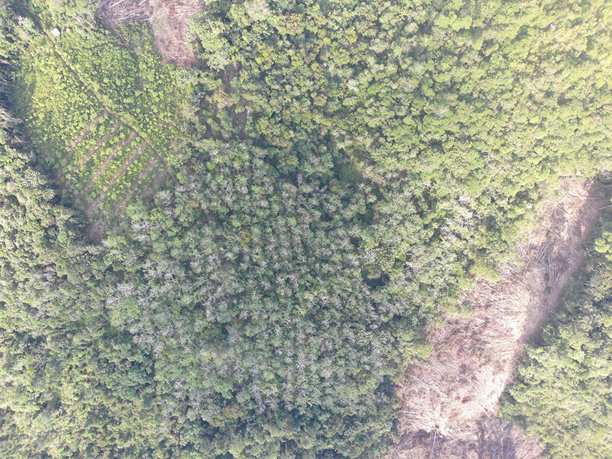森林砍伐。印尼雨林的航拍照片图片下载