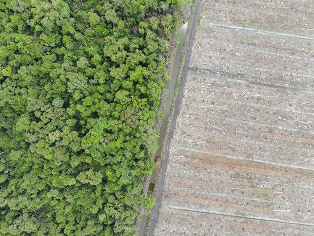 森林砍伐。印尼雨林的航拍照片图片下载