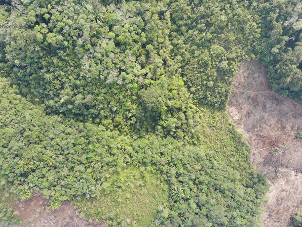 森林砍伐。印尼雨林的航拍照片图片下载