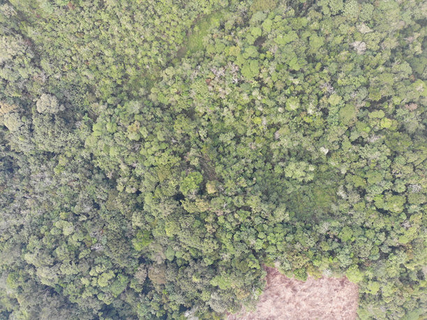 森林砍伐。印尼雨林中伐木的航拍照片图片下载