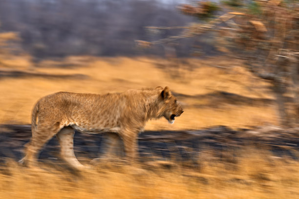 艺术照片，模糊运动艺术 - 狮子。博茨瓦纳野生动物。狮子，火灾烧毁的草原。动物在火灾烧毁的地方，狮子躺在黑色的灰烬和余烬中，萨伏提，非洲。图片下载