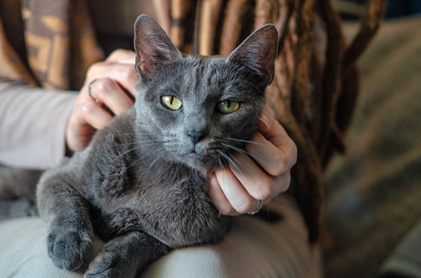 年轻女性怀抱着她的宠物，一只灰色的猫，银色的毛发在阳光下闪闪发光。猫咪正看着镜头。温暖而无忧无虑的家庭氛围 - 股票照片图片下载