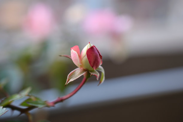 户外拍摄的美丽迷你玫瑰绿冰花蕾照片。图片下载