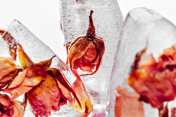 冰块中的冰冻玫瑰。创意照片。图片下载