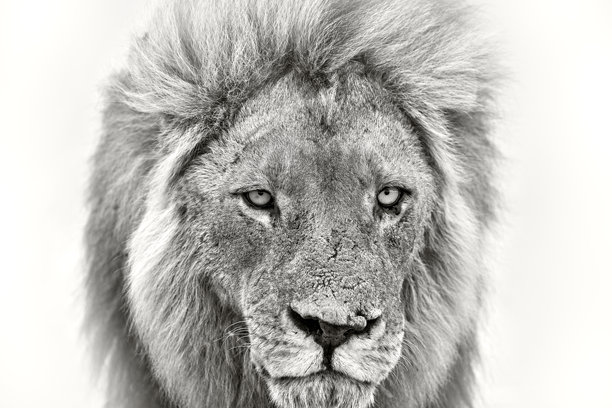 非洲雄狮。博茨瓦纳野生动物。狮子的黑白细节特写肖像，拍摄于博茨瓦纳的萨伏提，乔贝国家公园。非洲的炎热季节。艺术照片。图片下载
