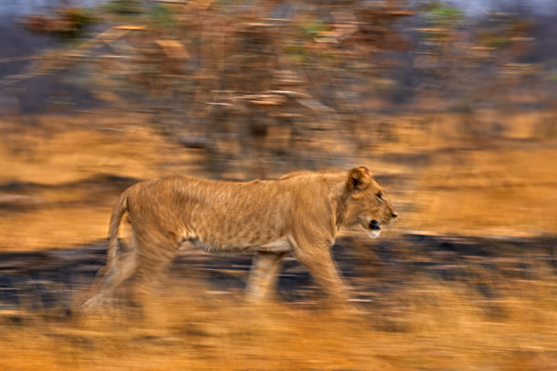 艺术照片，模糊运动艺术 - 狮子。博茨瓦纳野生动物。狮子，火灾烧毁的草原。动物在火灾烧毁的地方，狮子躺在黑色灰烬和余烬中，萨伏提，非洲。图片下载
