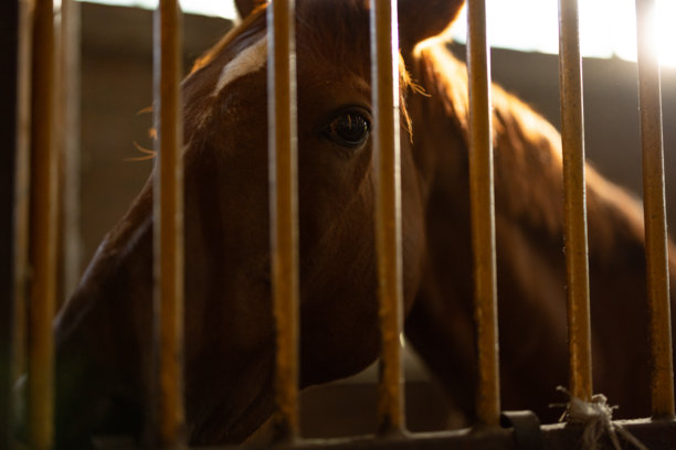 温暖灯光下马厩栏杆后马的特写照片图片下载