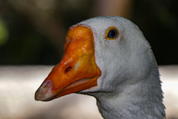 这张照片展示了一只蓝眼睛、面带美丽微笑的鹅的特写。图片下载