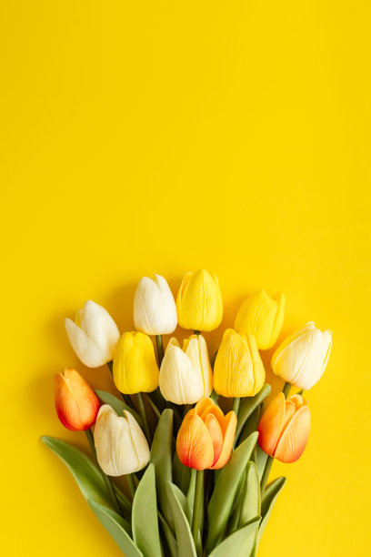 郁金香花束。黄色背景上的郁金香背景素材。图片下载