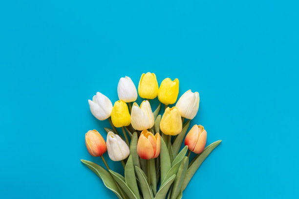 郁金香花束。蓝色背景上的郁金香背景素材。图片下载