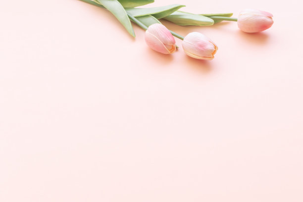 粉色郁金香背景，留有空白空间。春季花卉背景素材。图片下载