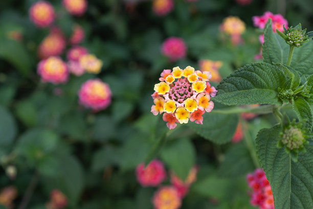 模糊背景中的蓝花丹参特写，盛开的植物可用于出版、设计、海报、日历、帖子、屏保、壁纸、封面、网站。高质量照片图片下载