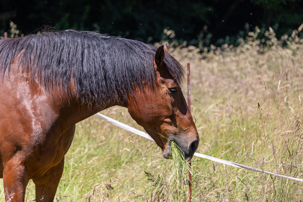 马在草地上吃草，特写照片图片下载