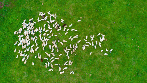 草原上羊群的航拍照片图片下载
