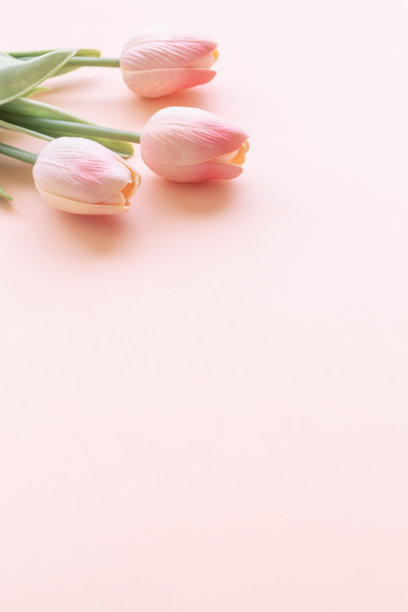 粉色郁金香背景，留有空白空间。春季花卉背景素材。图片下载