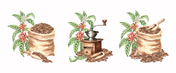 咖啡设计的构图。磨豆机、烘焙咖啡豆以及带有叶子、花朵和浆果的树枝。装有木勺的帆布袋。手绘水彩插图的组合，独立展示。收获的剪贴画。图片下载