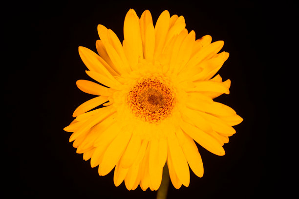 正面特写的黄色非洲菊花照片图片下载