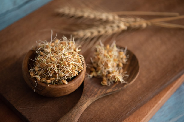 健康食品 - 小麦胚芽图片下载